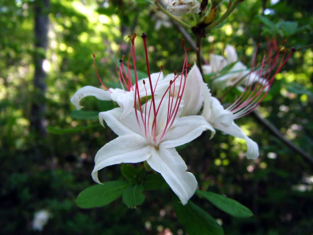 (Liner/Starter) Rhododendron ' Arboroscens' Gorgeous White Flowers, Native Azalea Plant