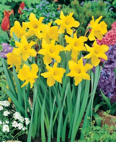 (Pack of 5 BULBS) Daffodil- KING ALFRED IMPROVED CHEERFUL single yellow blooms, worlds best-loved Daffodil, Cold Hardy, Deer Resistance, Disease Resistant, Drought Tolerant, Pest Resistant