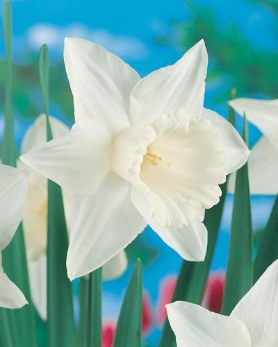 (Pack of 5 BULBS) Daffodil- MOUNT HOOD TR Worlds Favorite Snow White Daffodil. Beautiful Giant White Blooms. EASY TO GROW IN GROUND OR CONTAINERS