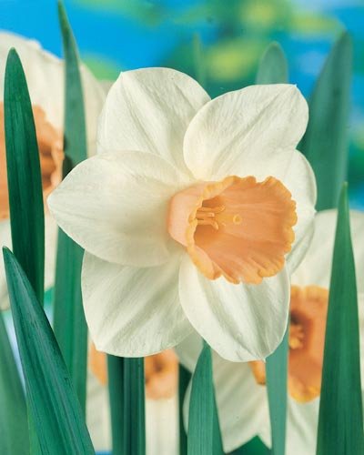 (Pack of 5 BULB) Daffodil-SALOME Stunning Bicolor, Large, Apricot Colored Cups ~ Daffodil, Winner of Garden Merit from the Royal Horticulture Society.