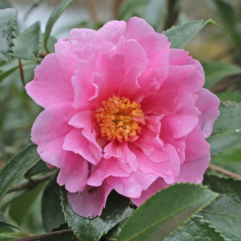Camellia S. Winter's Joy-Stunning Semi-Double Bright-Pink Blooms