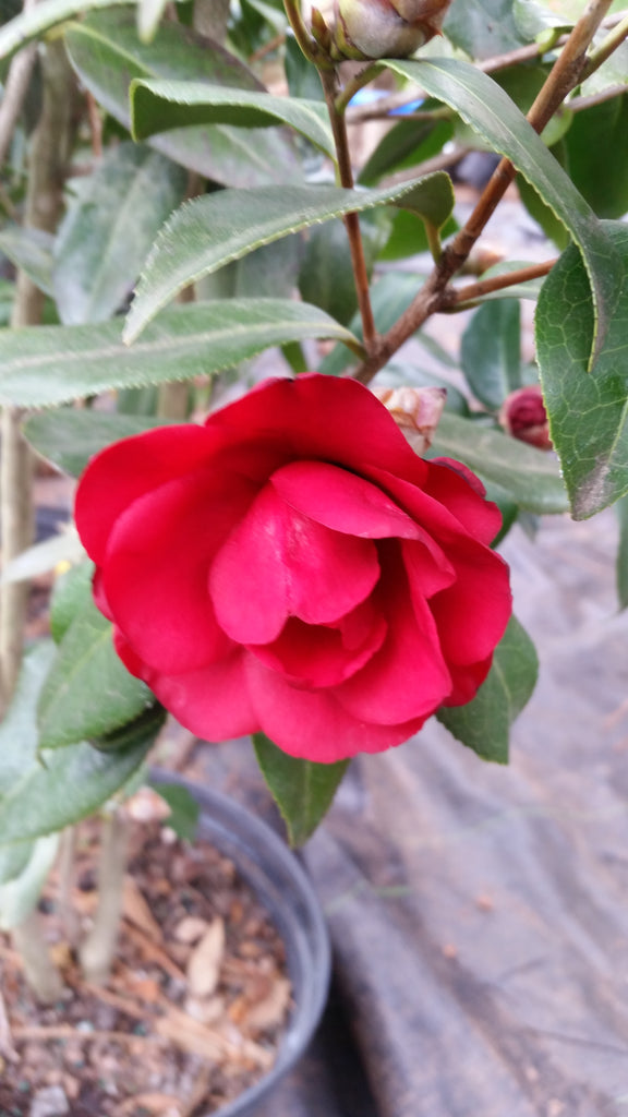 April Melody Camellia-Cold Hardy with Gorgeous Red Blooms