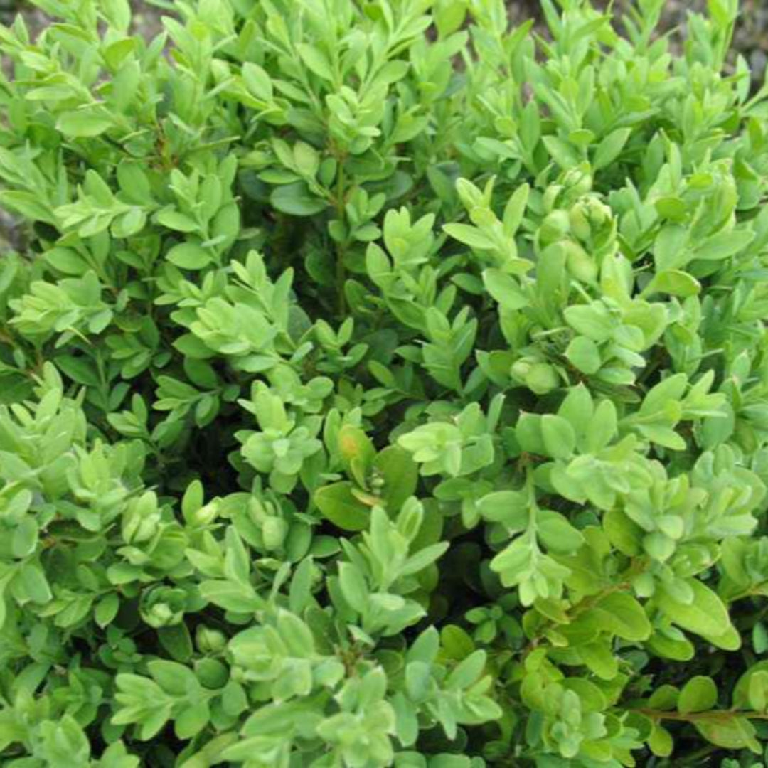 Green Mountain Boxwood