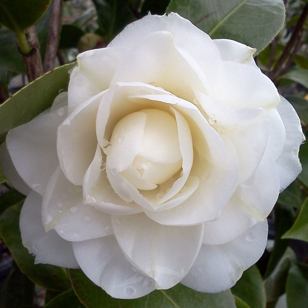 Morning Glow Camellia-Double Formal Blooms
