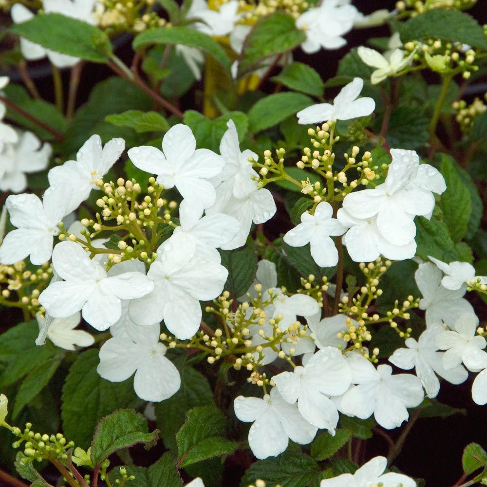 Summer Snowflake Viburnum - a Beautiful Medium-Size Shrub with a Broadly Rounded Form