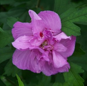 Raspberry Smoothie Althea(Rose of Sharon)Produces Lots of Double Raspberry Blooms, 12-18" Tall