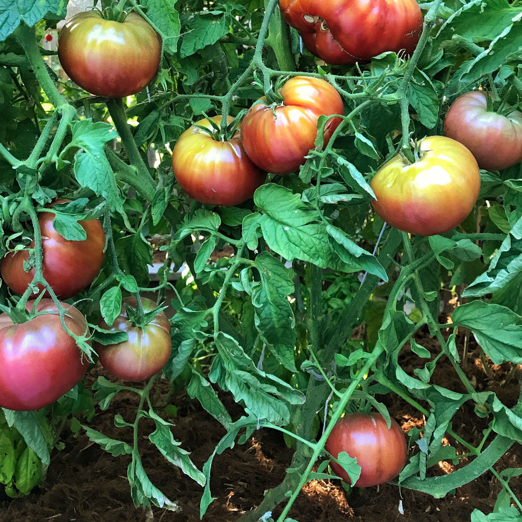 Tomato Plant 'Cherokee Purple'