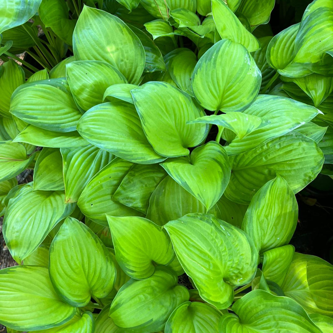 Hosta &