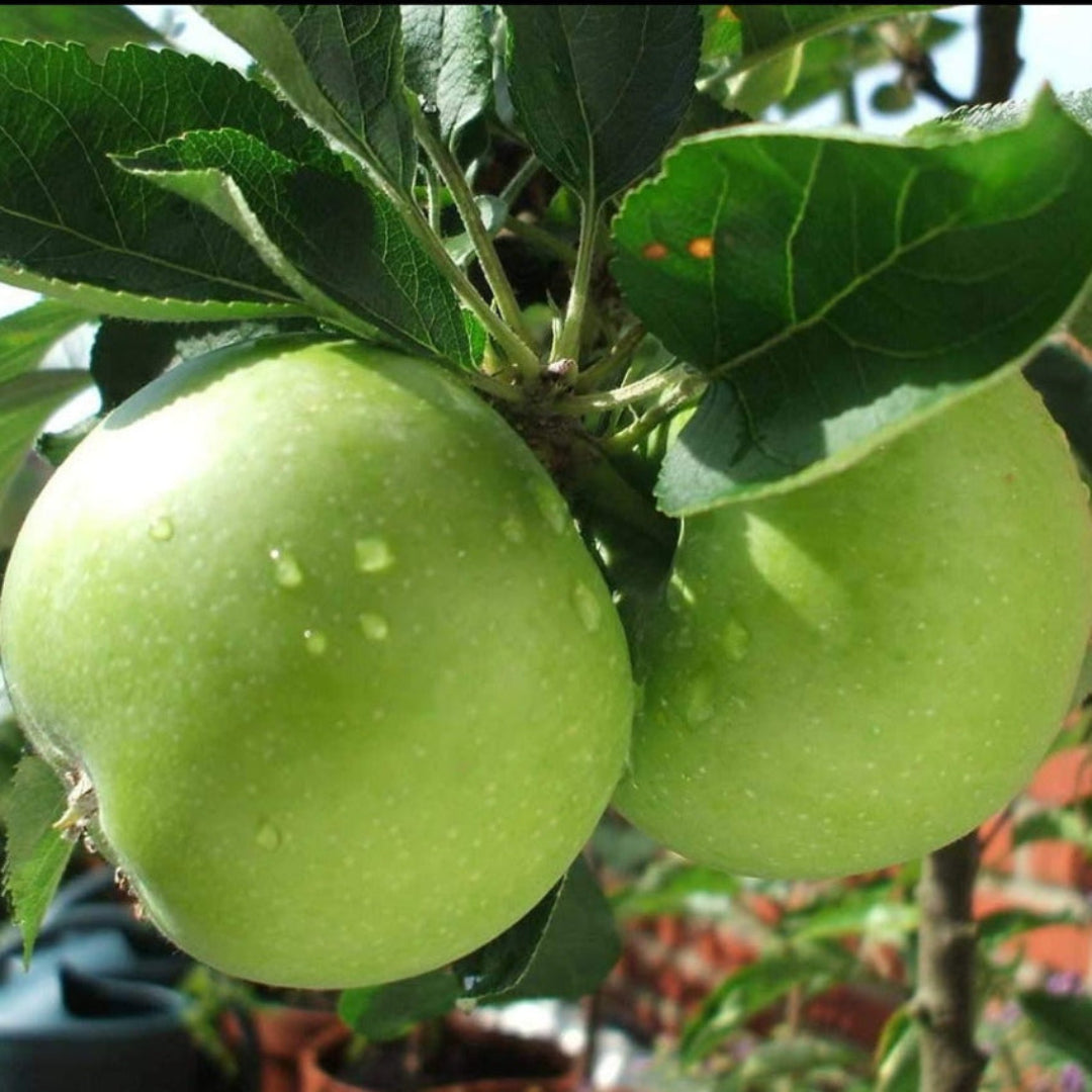 Granny Smith Apple Tree with bright green apples