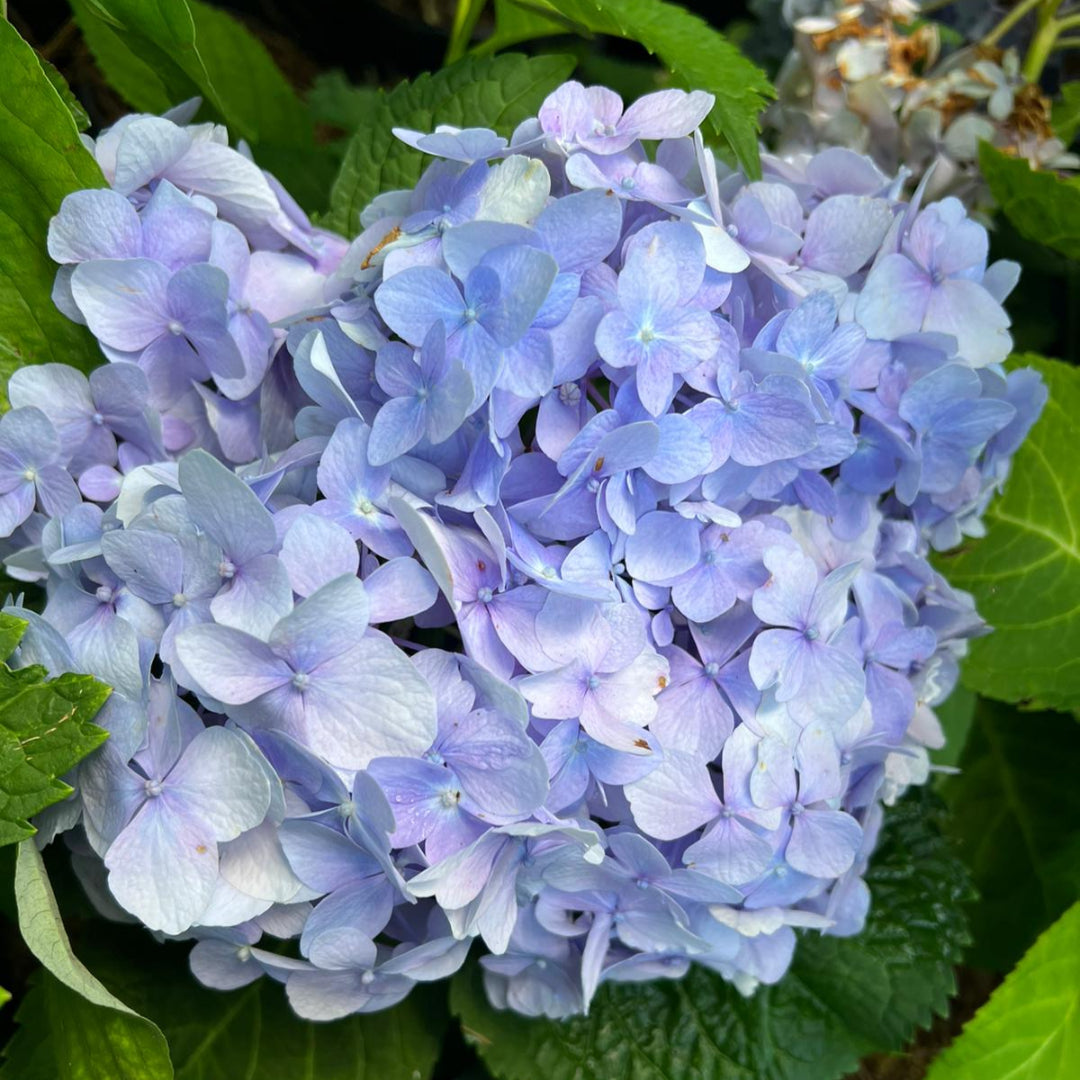 The Original Endless Summer Hydrangea in full bloom