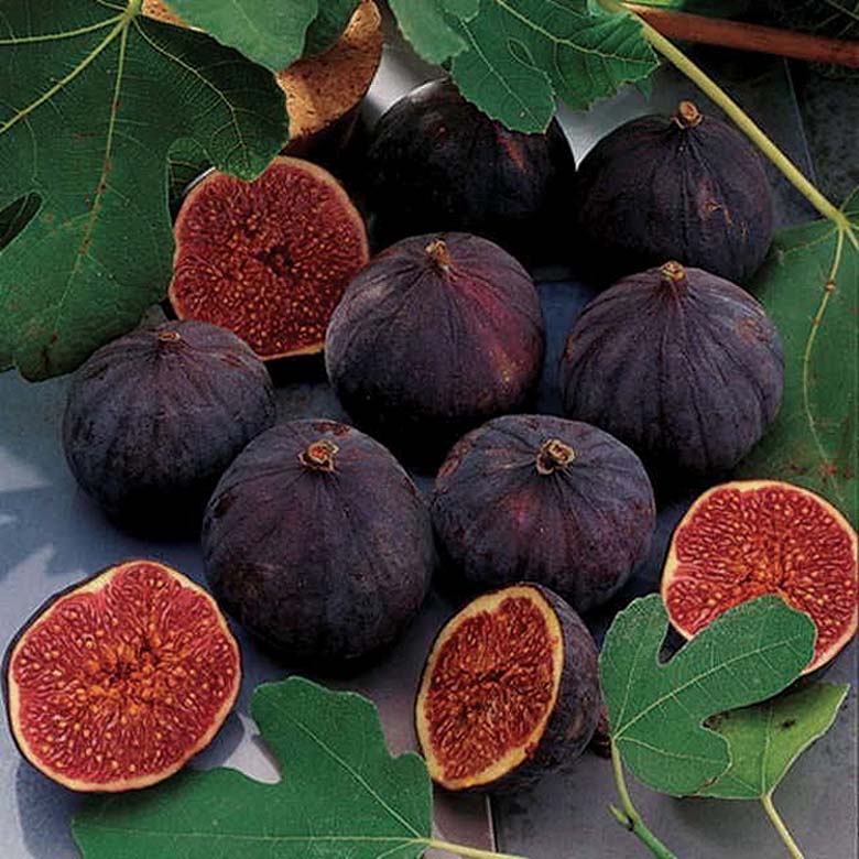 Violette De Bordeaux/Negronne Fig Tree