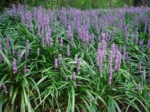 (1 Gallon) Liriope Muscari 'Big Blue' Monkey Grass,(Ground Cover),The Most Well Known Variety of Liriope, Deep Green Foliage, Lilac Flower Spikes