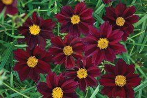 1 Gallon Coreopsis Rosea 'Mercury Rising', Bright Green Narrow Leaves Are Covered with Velvety Wine-Red Blossoms with a Golden-Orange Button In Center