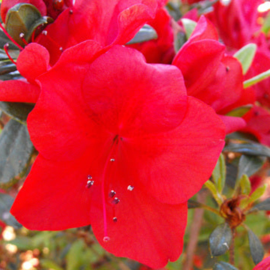 Bloom N Again Fireside Red Azalea
