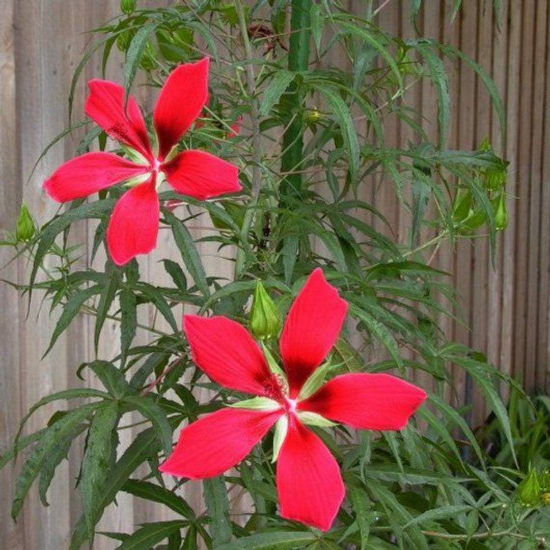 Hardy Hibiscus &