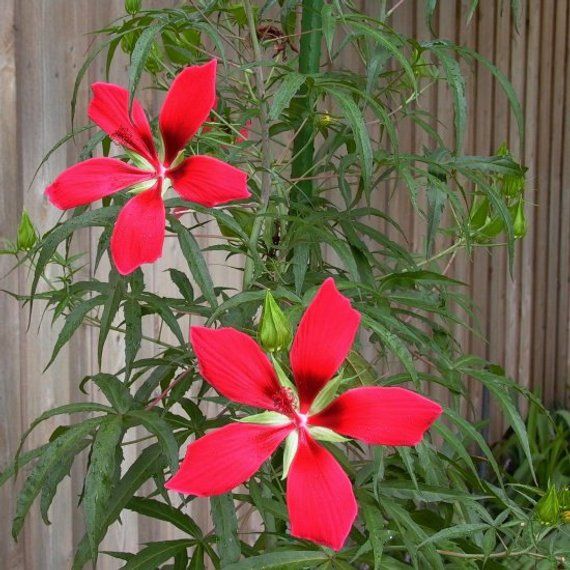 Hardy Hibiscus 'Texas Star' Gorgeous Crimson Red Flower, Native Plant