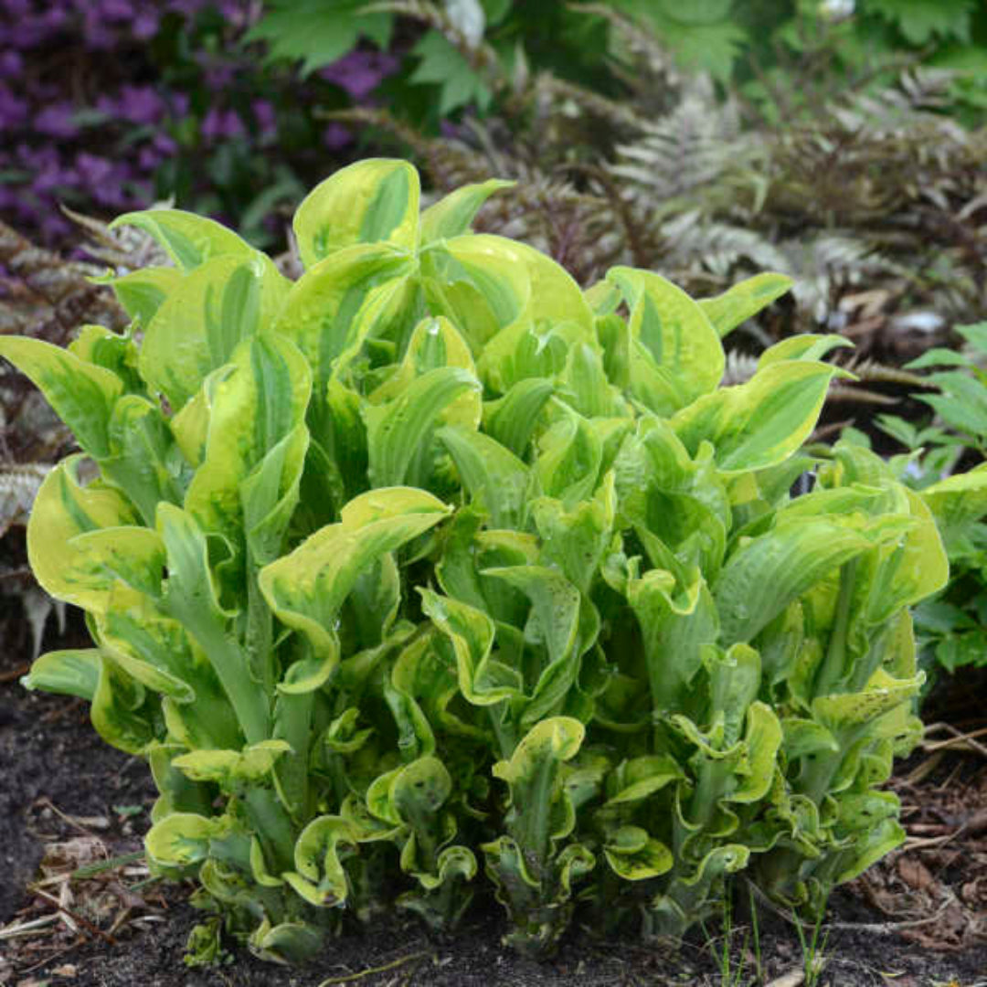 1 Gallon Pot: Hosta Shadowland® &