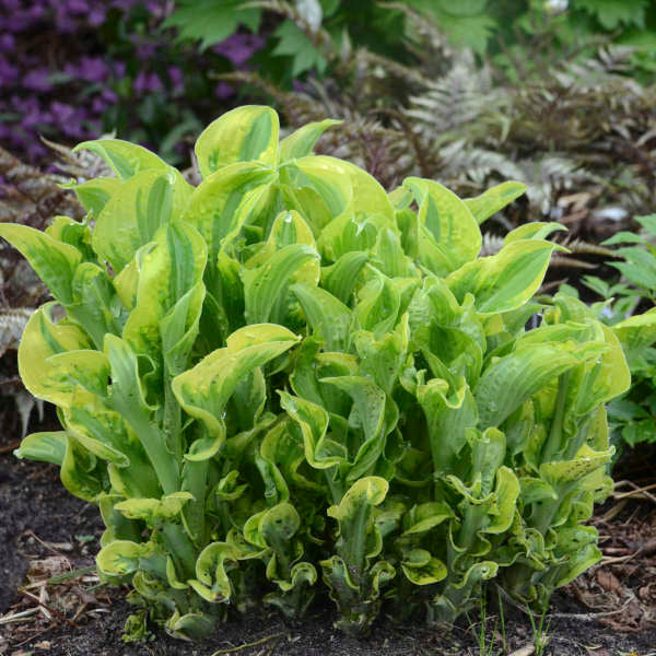 1 Gallon Pot: Hosta Shadowland® 'Wheee!' Pp23565. Plantain Lily. Extremely Ruffled; Cream Margins
