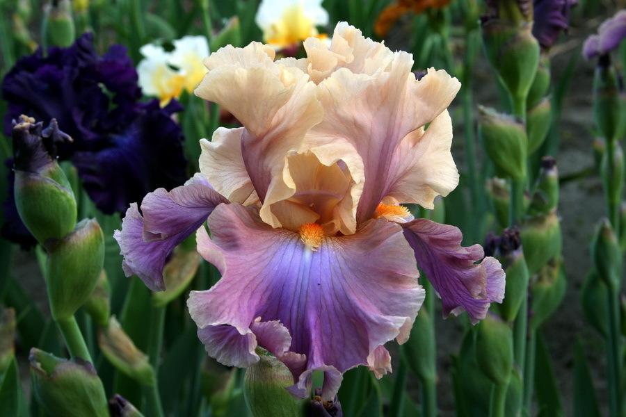 1 Gallon Pot: Iris Germanica 'Chasing Rainbows' Bearded German Iris. Ruffled, Peach-Pink Standards with Orchid-Violet Falls. Profuse Bloomer. .