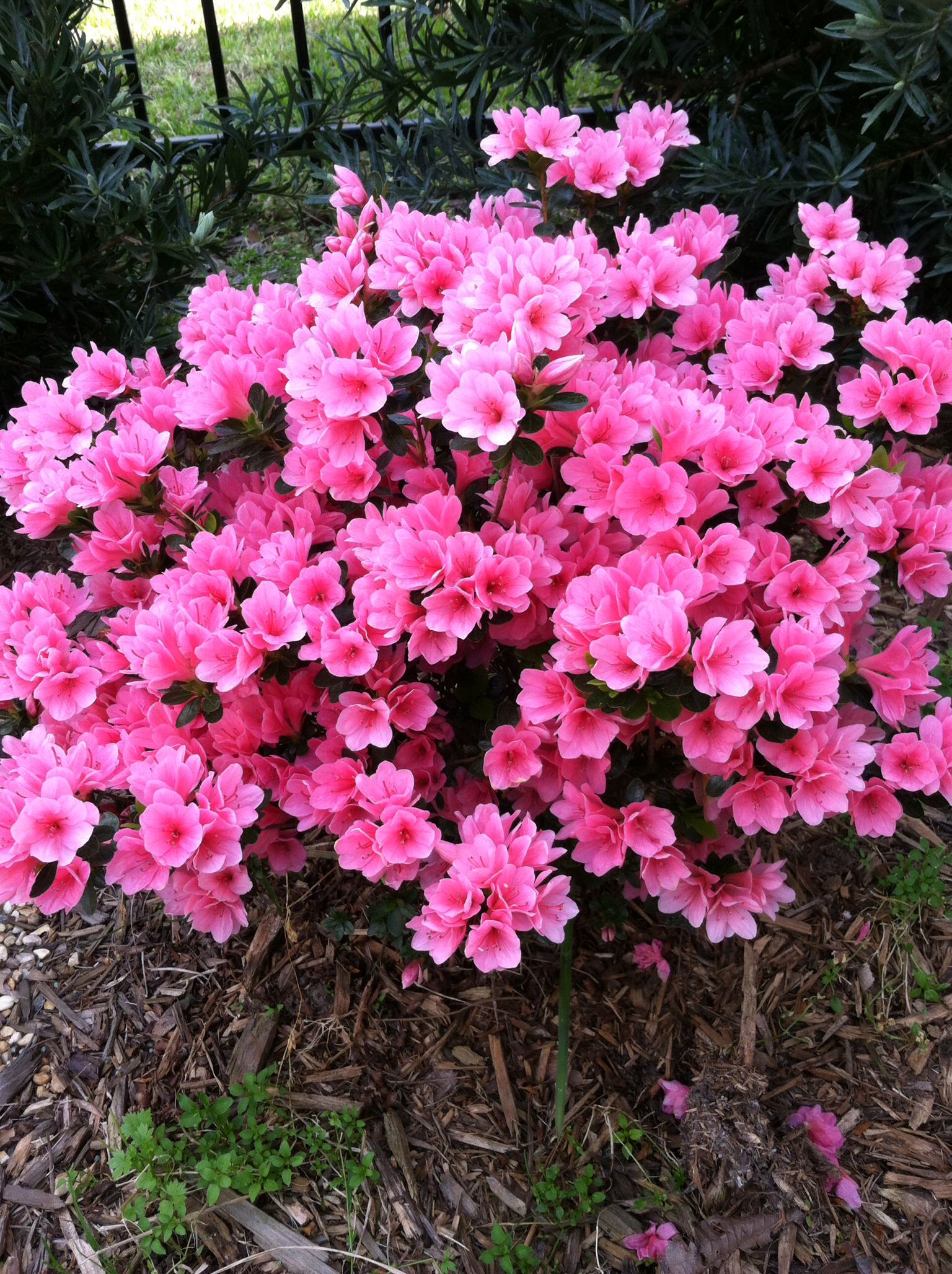 Potted Coral Bells showing vibrant textured leaves and healthy growth