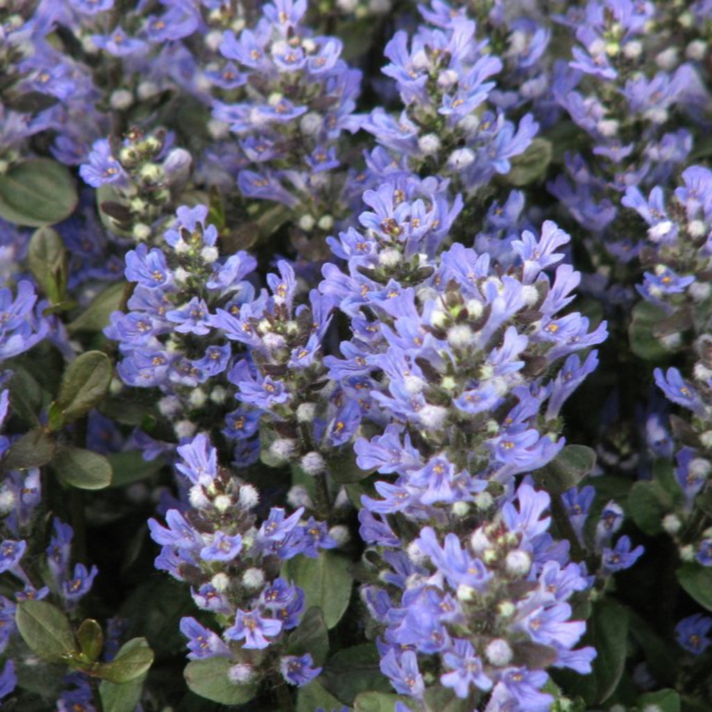 (18 Count Flat of 3.5) 'Chocolate Chip Ajuga, (Carpet Bugle, Bugleweed) Blue Flowers Above Dense Foliage of Small, Elongated, Overlapping Leaves