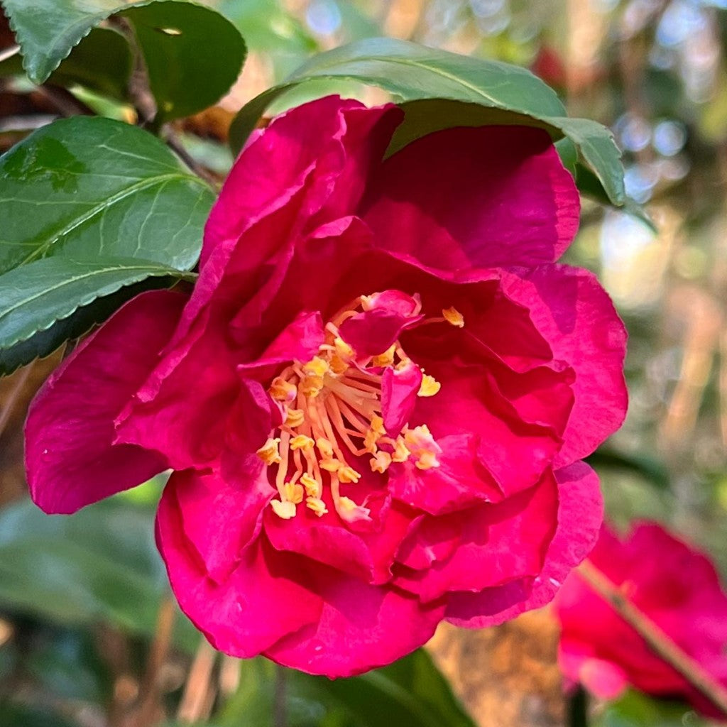 Camellia Alabama Beauty- Stunning Rosy-Red Blooms