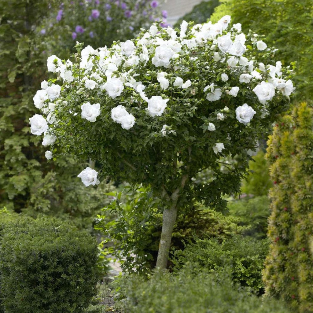 Althea Double White Blooms Tree