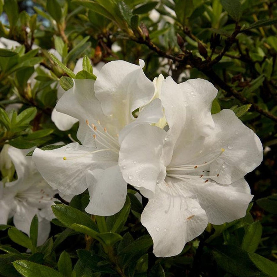 Autumn Ivory Encore Azalea
