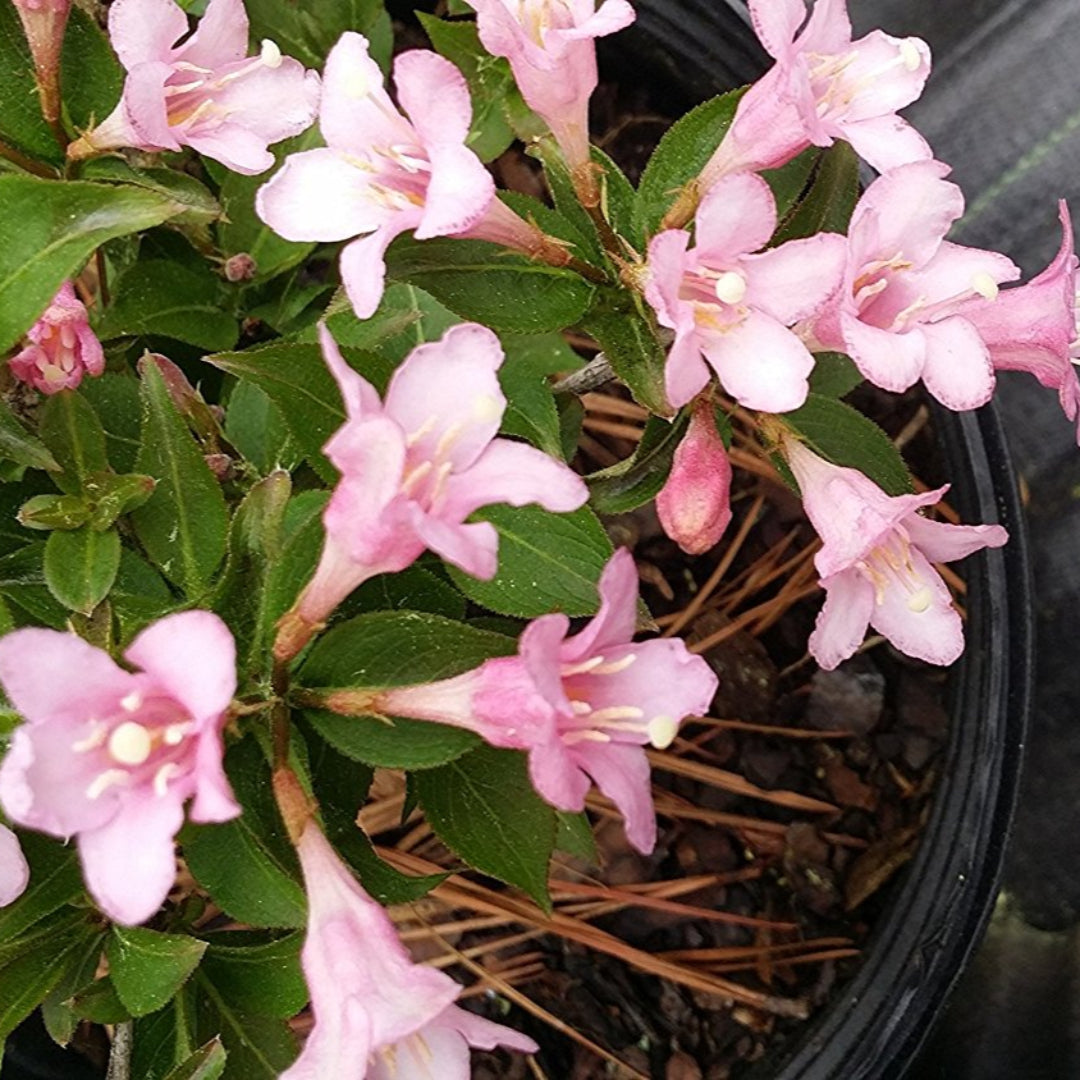 (1 Gallon) Golden Weigela, Tons of Funneled-Shaped Pink Flowers, Attracktive Golden Green Foliage, Fountain Shaped Growth.