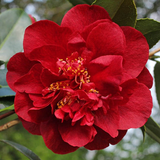 Camellia Kramer'S Supreme-Magnificent Red Blooms