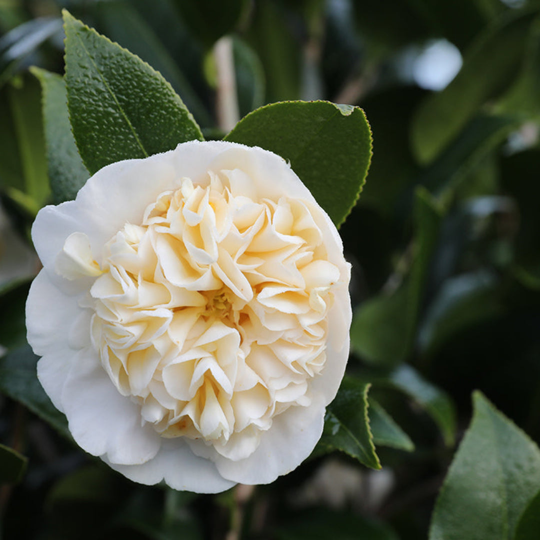 Camellia Jurys Yellow-Exotic Yellow Flowers