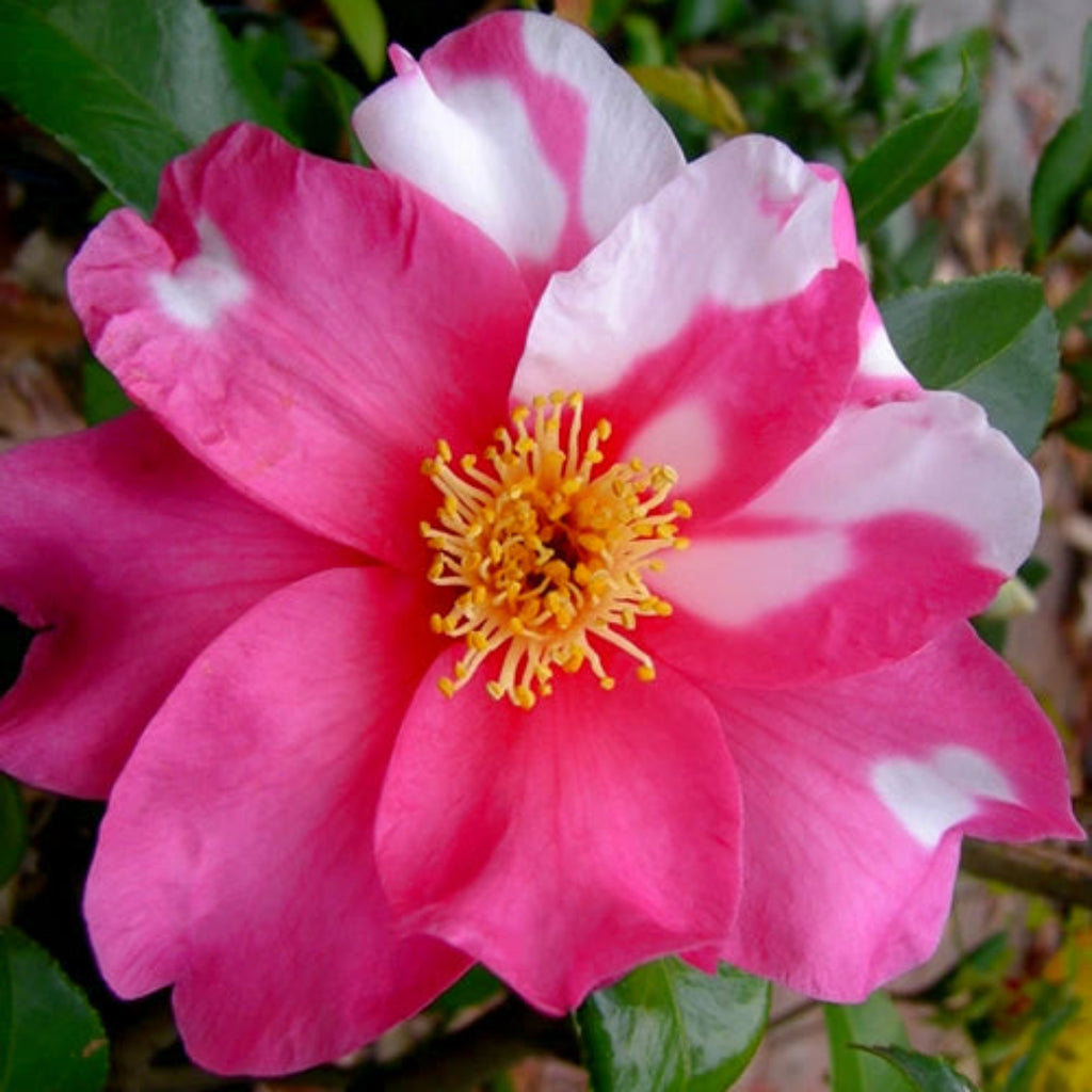 Hybrid Camellia Winter's Fire-Pink, Red, Coral with White Blooms