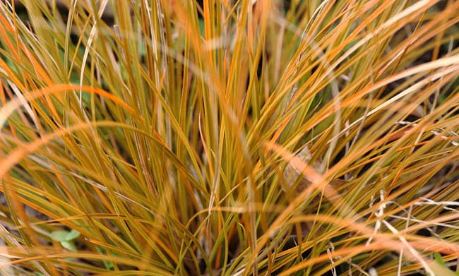 Quart Pot/10 Count Flat: Grass: Carex Testacea 'Prairie Fire' New Zealand Hair Sedge