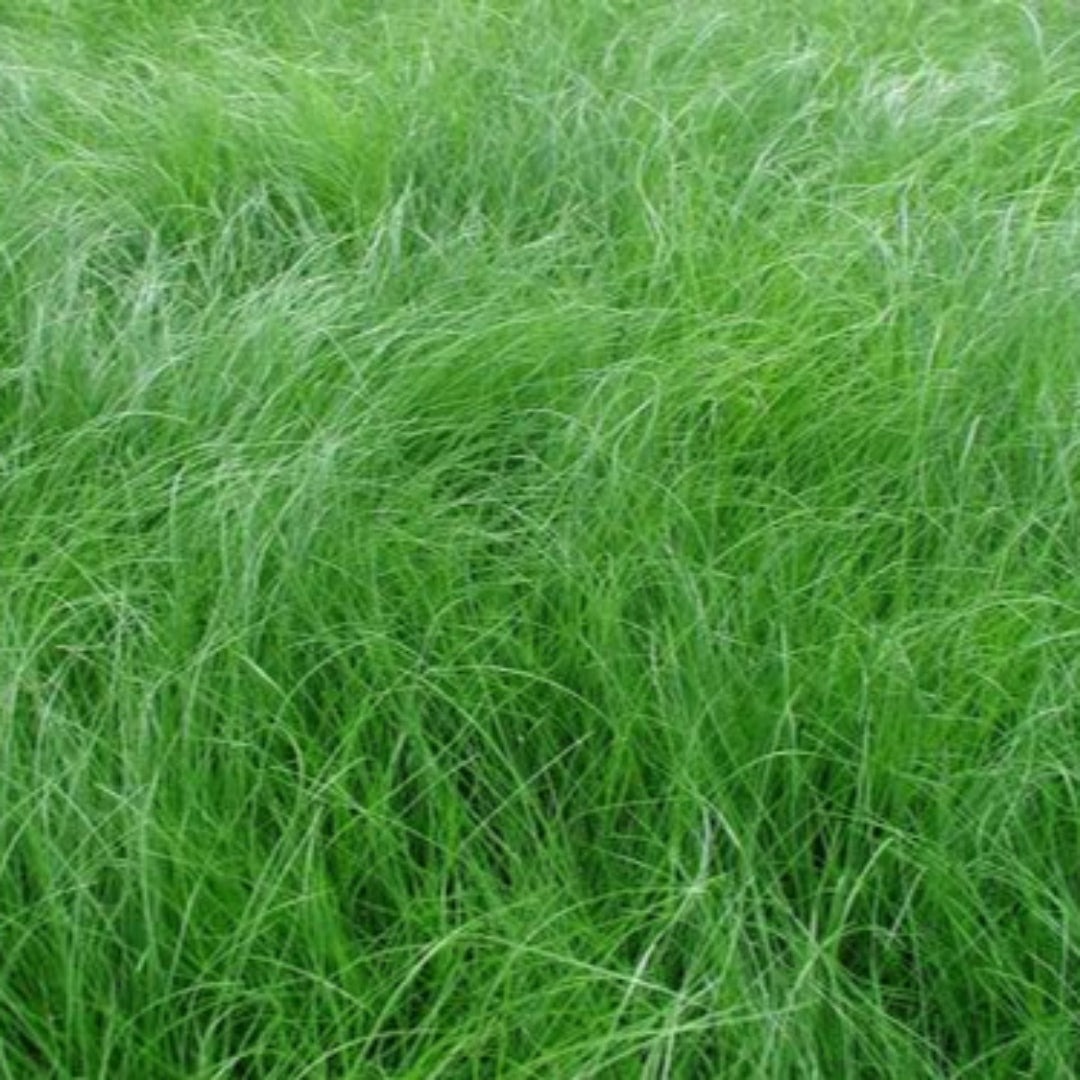 Carex Appalachica Sedge