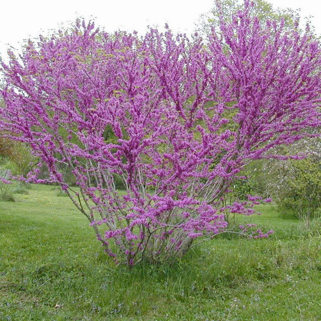 Don Egolf Redbud