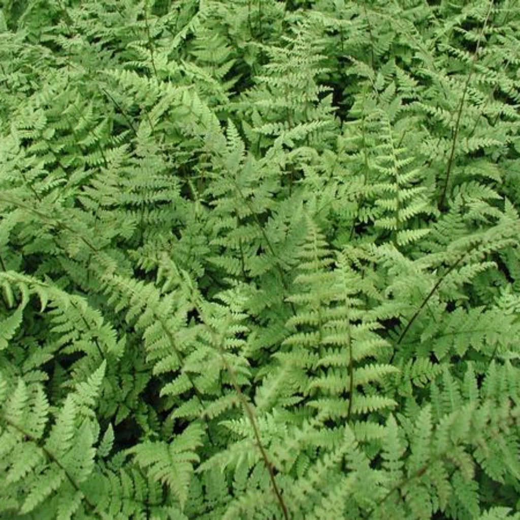 Athyrium Filix-Femina, Lady Fern