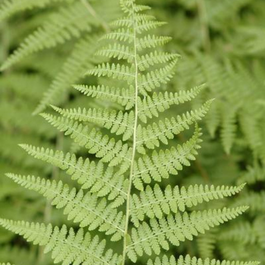 Dennstaedtia Punctilobula Hay Scented Fern