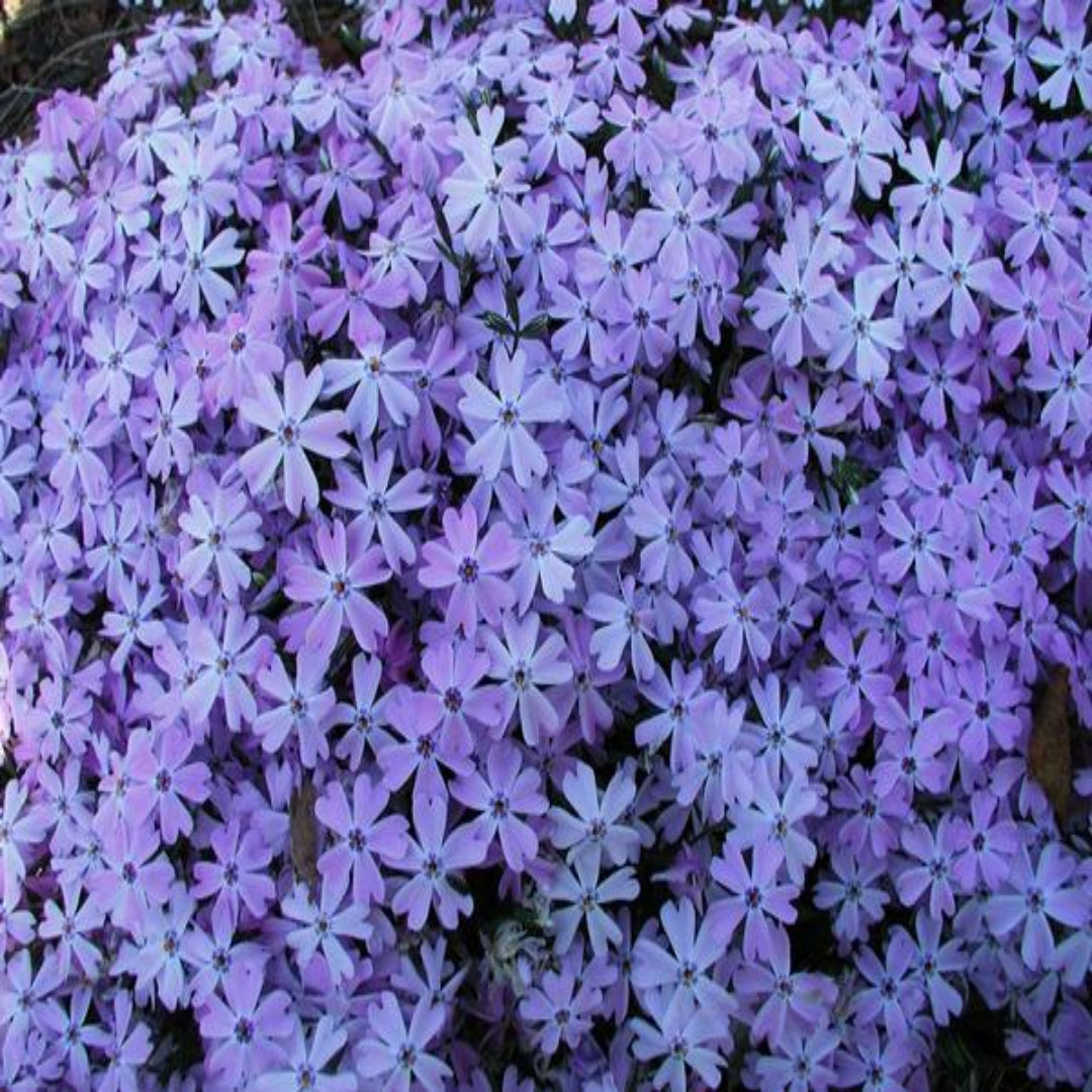 Evergreen foliage of Emerald Blue Phlox