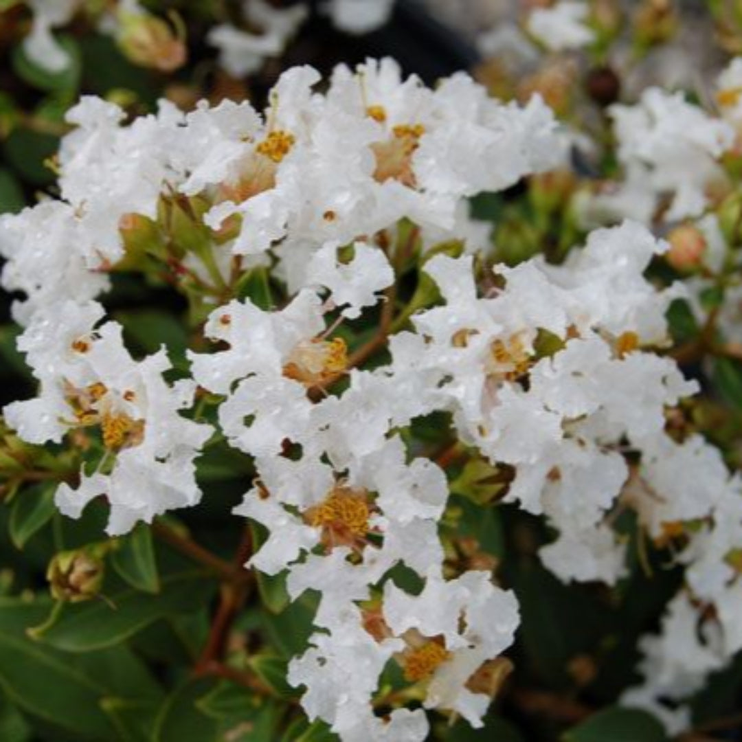 Diamond Dazzle Crape Myrtle, Stunning Dwarf, Compact Mounded Shrub, Gorgeous Fuchsia Blooms From Summer To Fall.