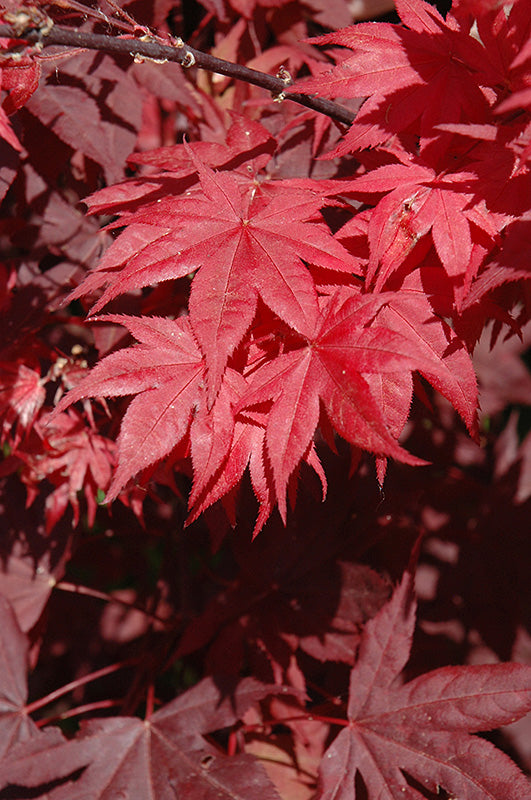 Okagami Japanese Maple