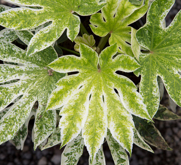 Fatsia 'Spider'S Web' - A Beautiful Indoor/Outdoor Plant