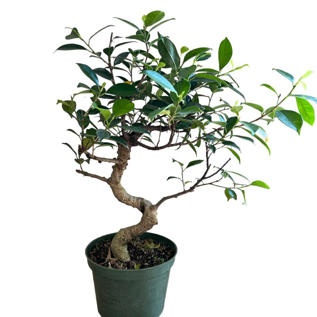 Bonsai Ficus (Live Plant)