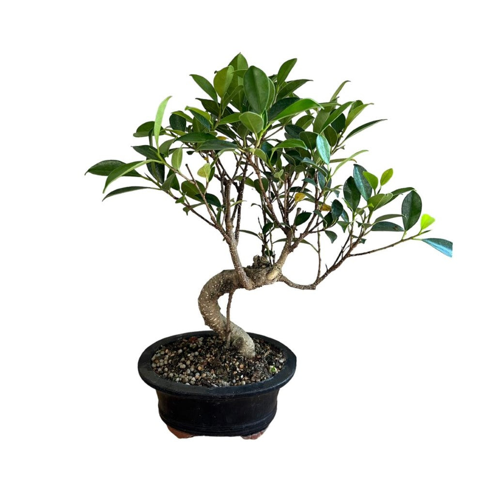 Bonsai Ficus (Live Plant)