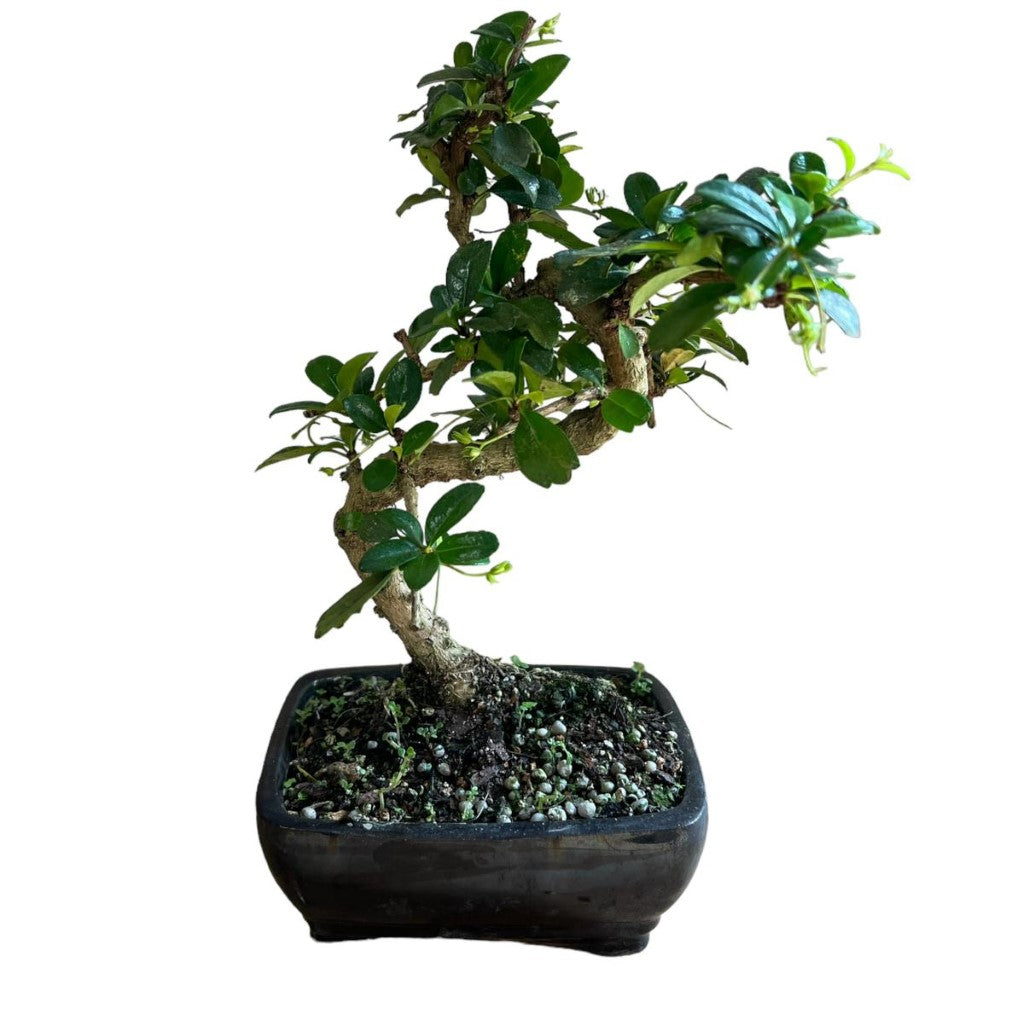 Bonsai Fukien Tea (Live Plant), Indoor/Outdoor Plant