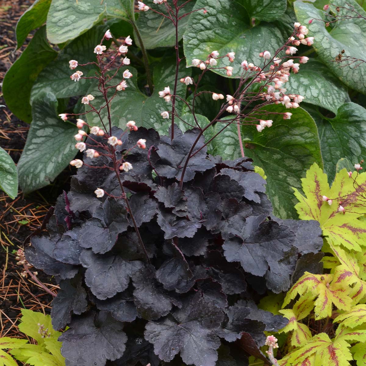 (1 Gallon) Heuchera &
