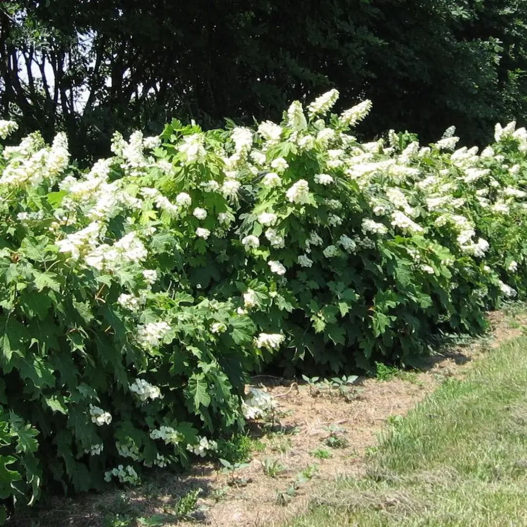 Classic Oakleaf Hydrangea Shrub Blooming in Shade Gardens
