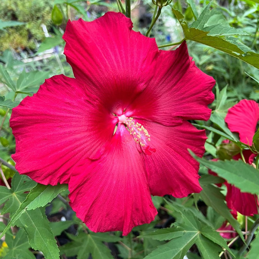 Lord Baltimore Hibiscus plant showcasing vibrant red flowers in garden setting
