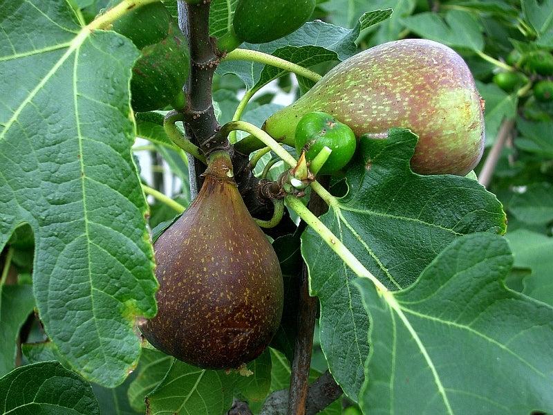 Olympian Fig Tree - Nutritious Tangerine Size Super Sweet, Cold Hardy Fig