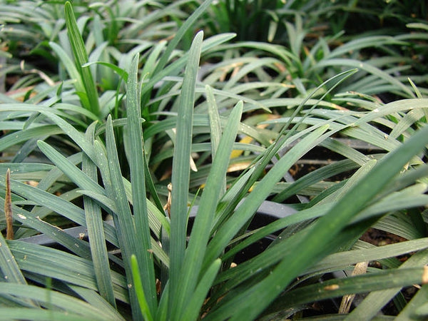 Ophiopogon Japonicus 'Nana' Dwarf Mondo Grass