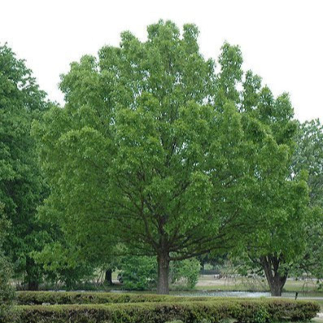 Overcup Oak Tree